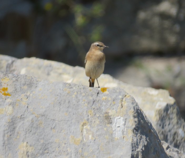 wheatear.JPG