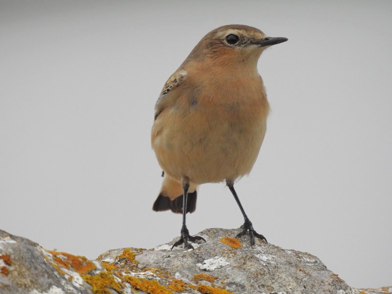 Wheatear.jpg