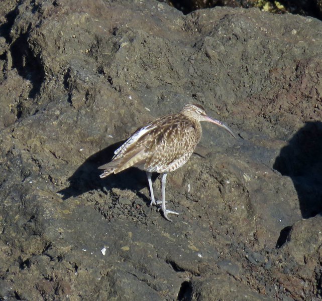 Whimbrel 1.JPG