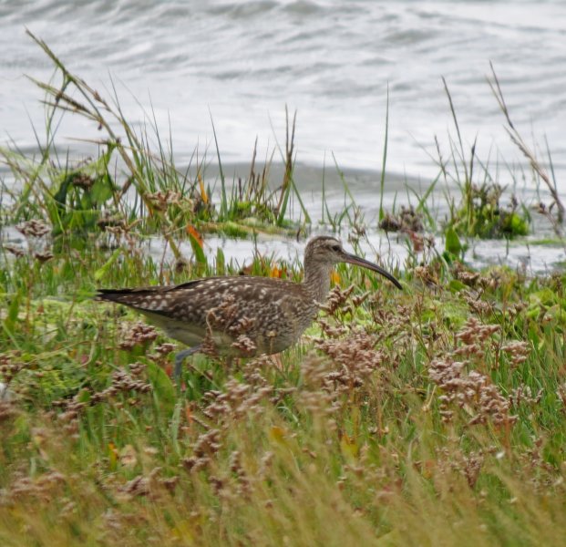 whimbrel 1.JPG