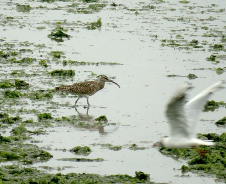 Whimbrel 2.jpg