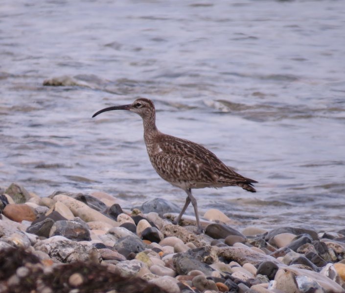 WHIMBREL 3.jpg