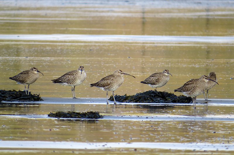 Whimbrel-Criccieth.jpg