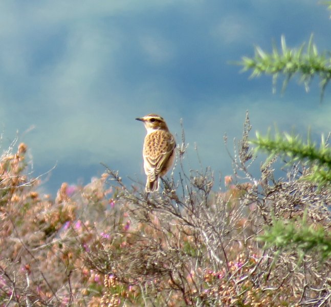 whinchat.JPG