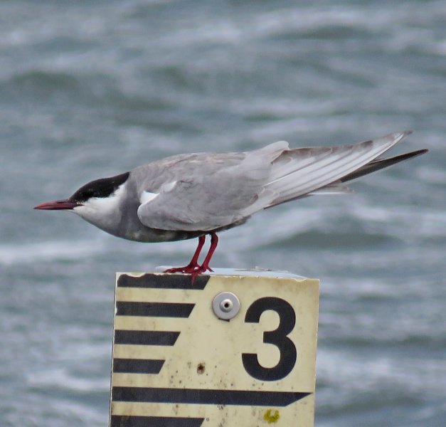 Whiskered Tern - Longham Lakes (7).JPG