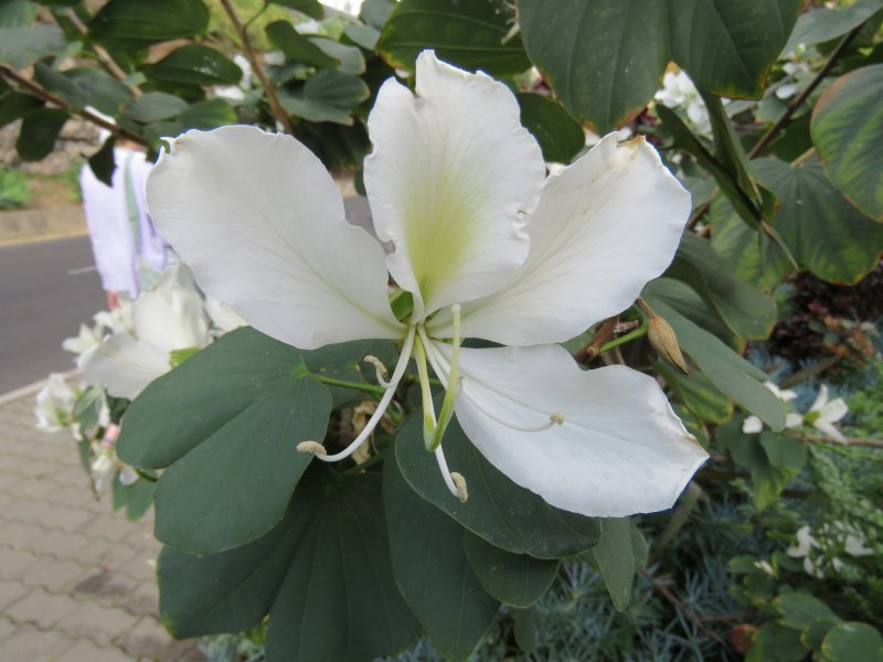 WHITE BAUHINIA.JPG