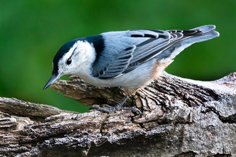 White Breased Nuthatch.jpg