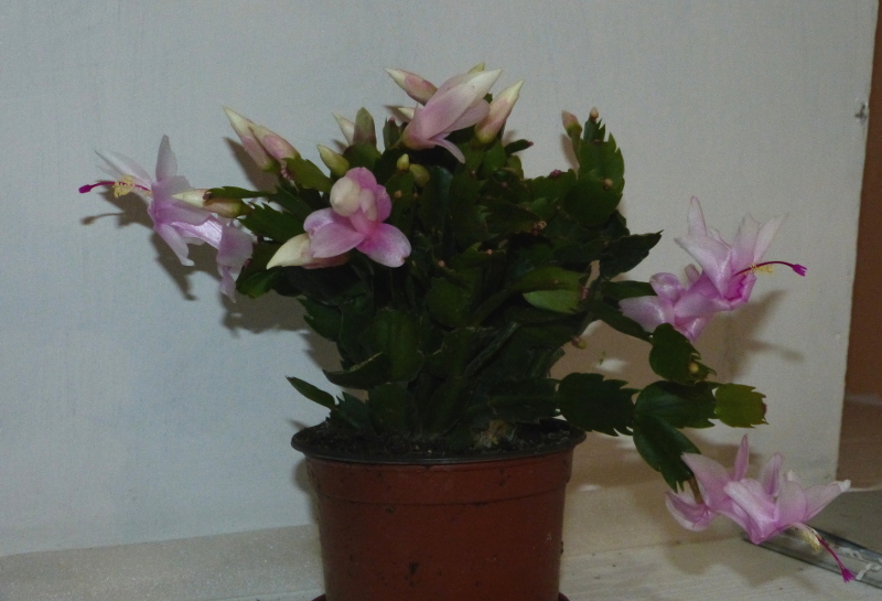 White Christmas Cactus 2.JPG