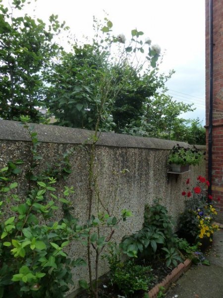 White climbing rose.jpg