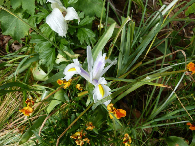 White Dutch Iris 1.JPG
