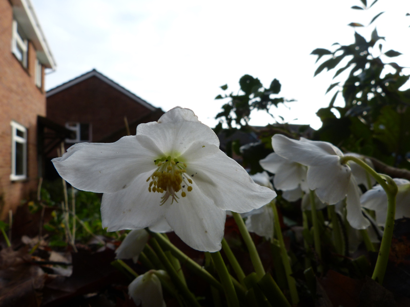 White hellebore 1.JPG