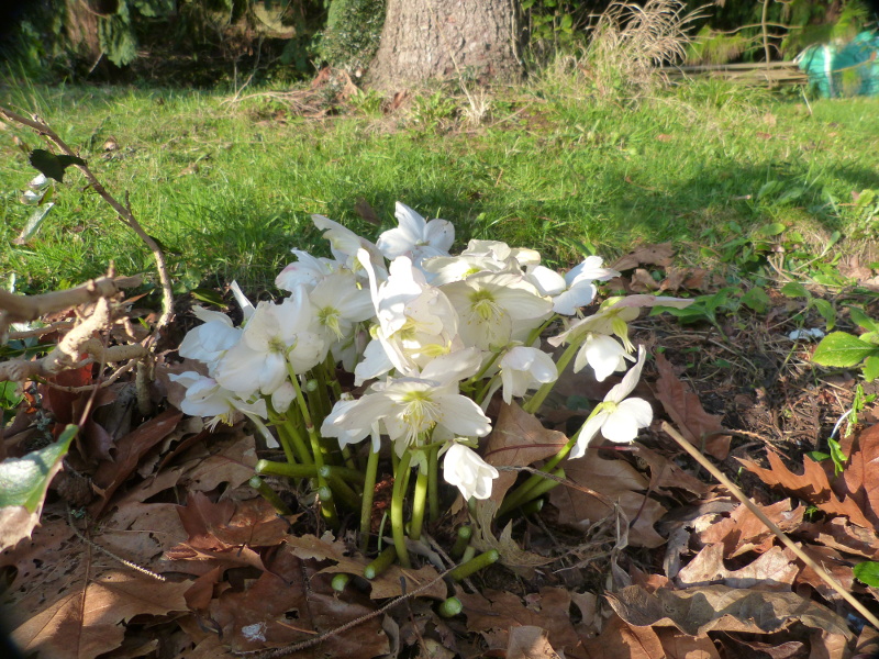 White hellebore 4.JPG