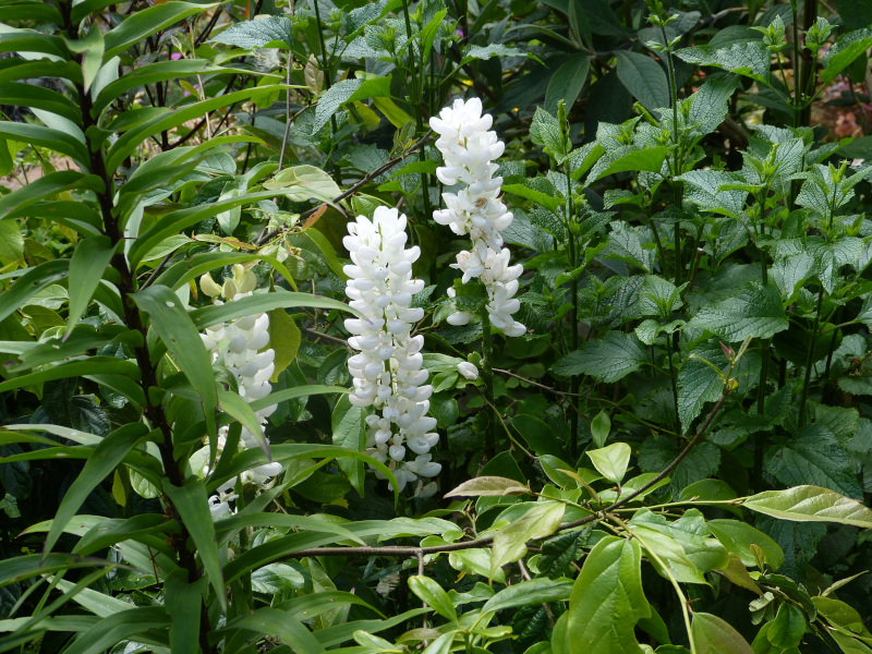White lupin.JPG
