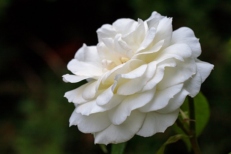 White-Rose.jpg