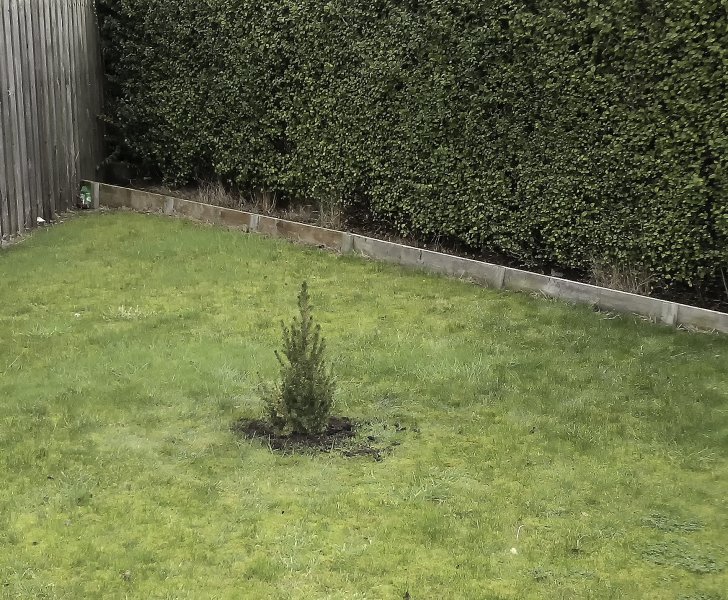 White spruce Christmas tree newly planted at Danderhall 4-2-17.jpg