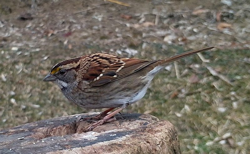 white-striped sparrow.jpg