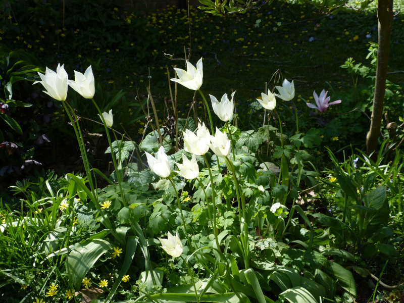 White Triumphator.JPG