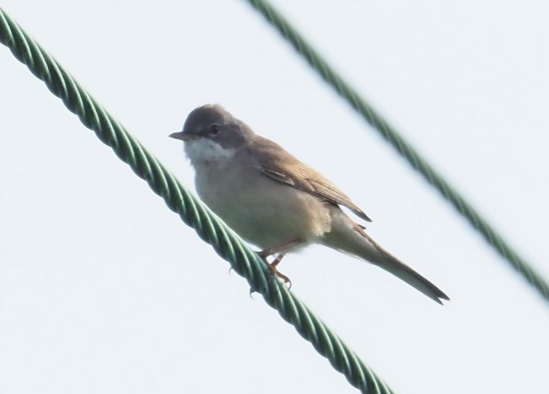 whitethroatJW2020.jpg