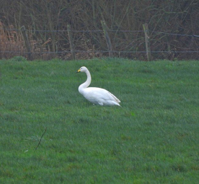 Whooper Swan - Hampreston Meadows (14).JPG