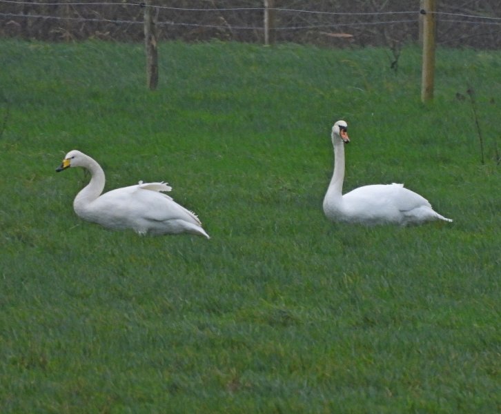 Whooper Swan - Hampreston Meadows (19).JPG