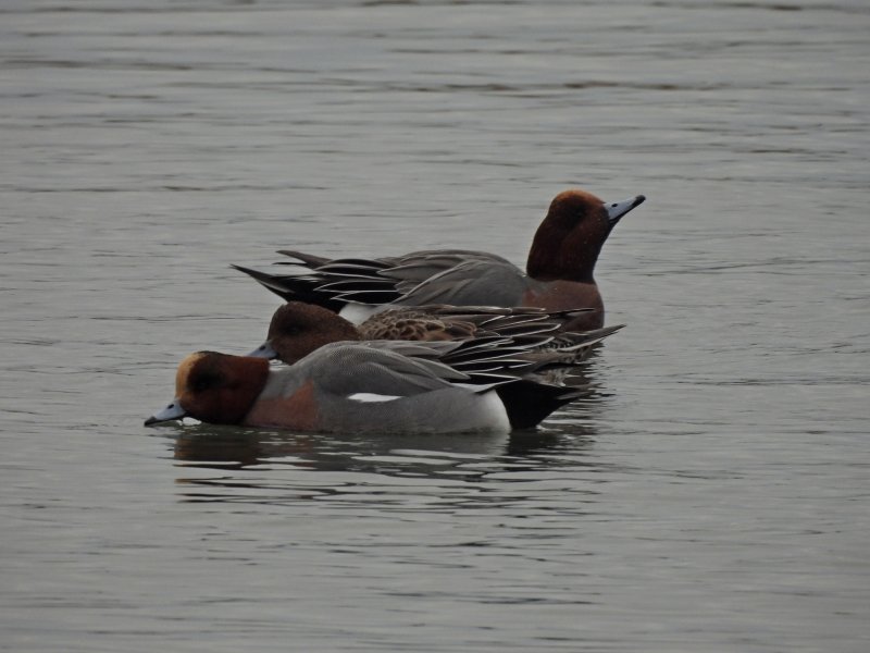 wigeon 2.JPG
