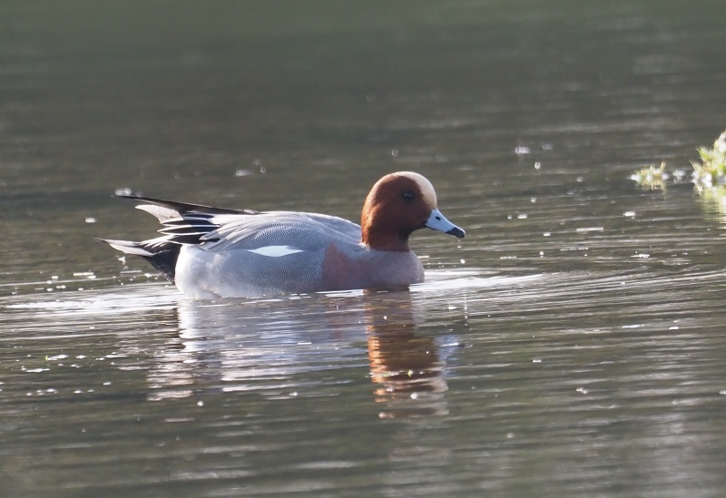 wigeon1.jpg