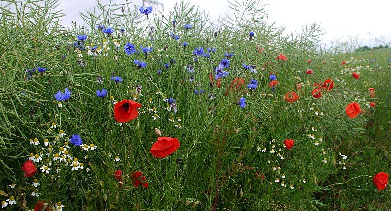 wild flower field.jpg
