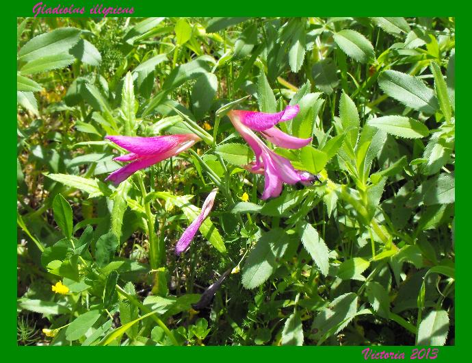Wild Gladiolus 15 Apr 2013.JPG