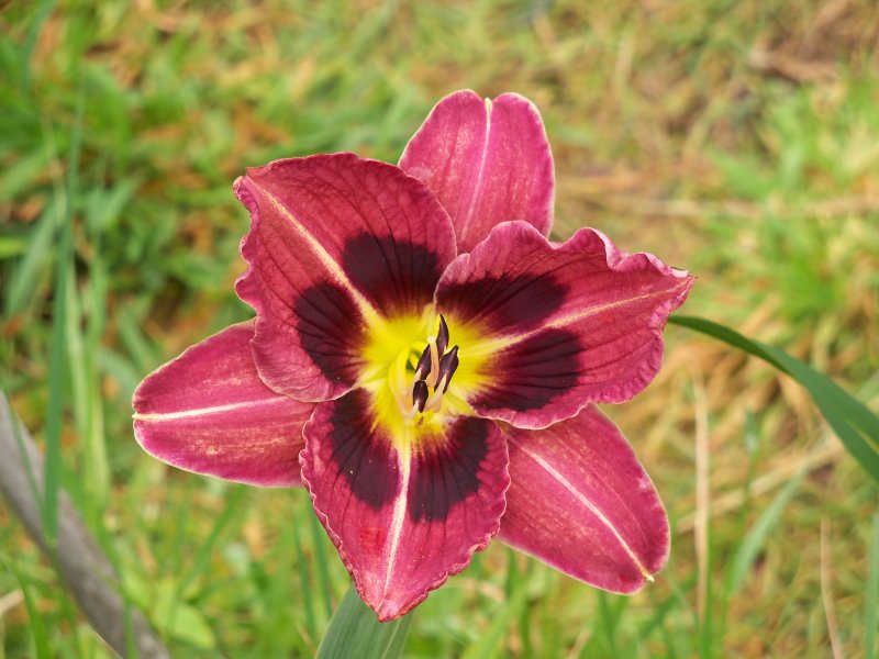 Wild Horses x Catcher in the Eye.JPG