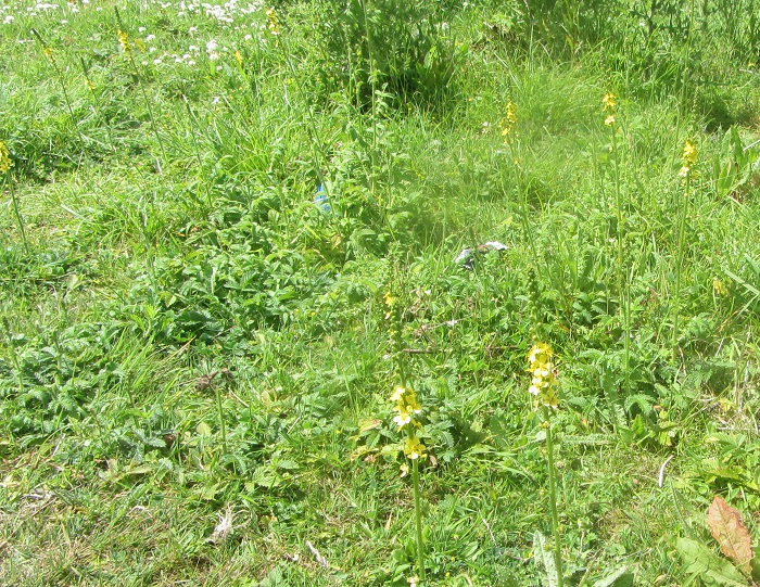 wildflower ID clump.jpg