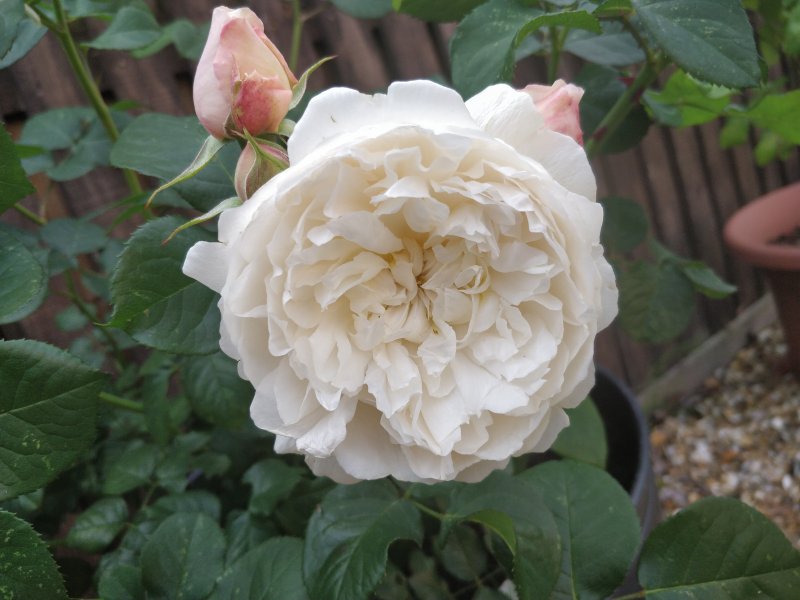 William and Catherine (1).jpg