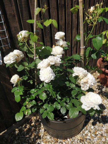 William and Catherine.jpg