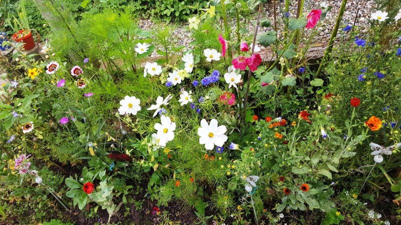 Willow Arch garden border  30thAug 2017.jpg