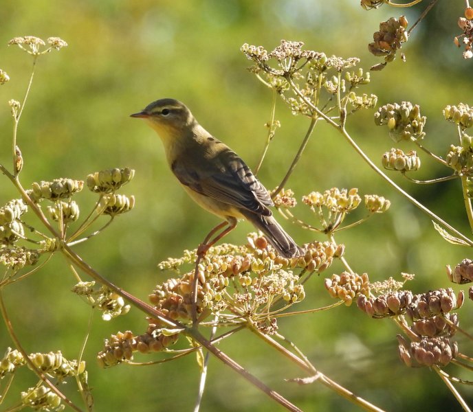 Willow Warbler 1.JPG