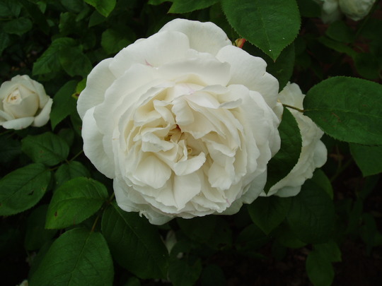 winchester cathedral 2.jpg