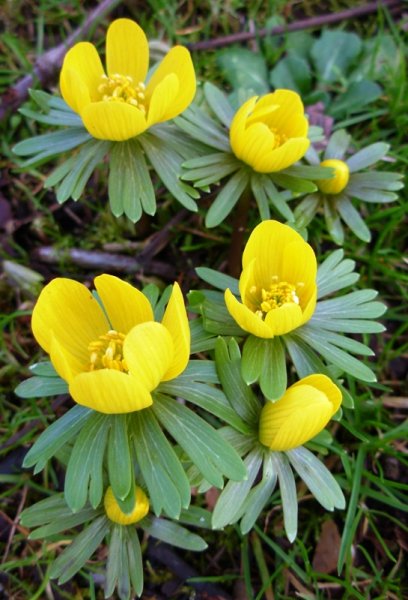 Winter Aconite.jpg