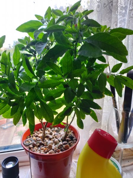 winter cherry Solanum big.jpg