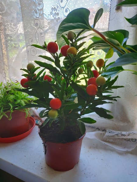 winter cherry Solanum.jpg