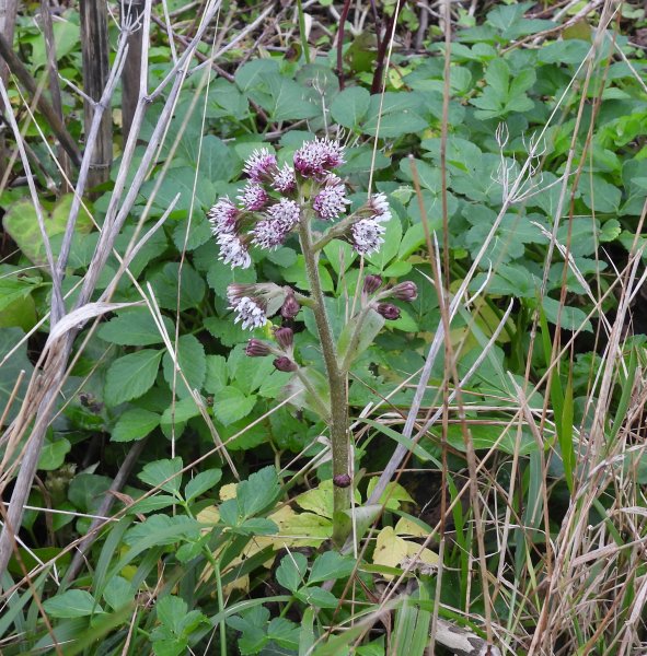 Winter Heliotrope.JPG