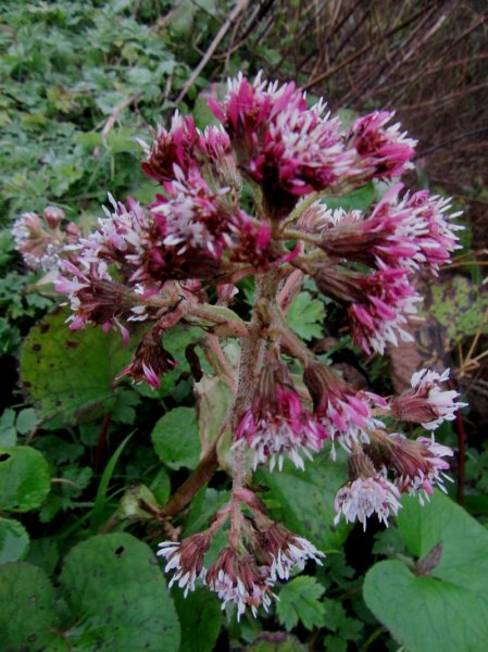 Winter Heliotrope 'Petasites pyrenaicus'.JPG