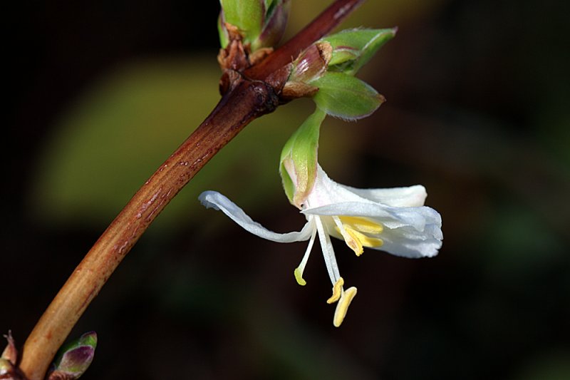 Winter-Honeysuckle-flower-18.jpg