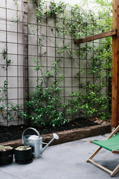 wire trellis for climbers.jpg
