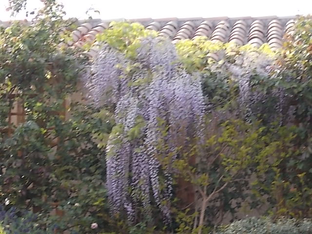 wist macrobotrys.JPG