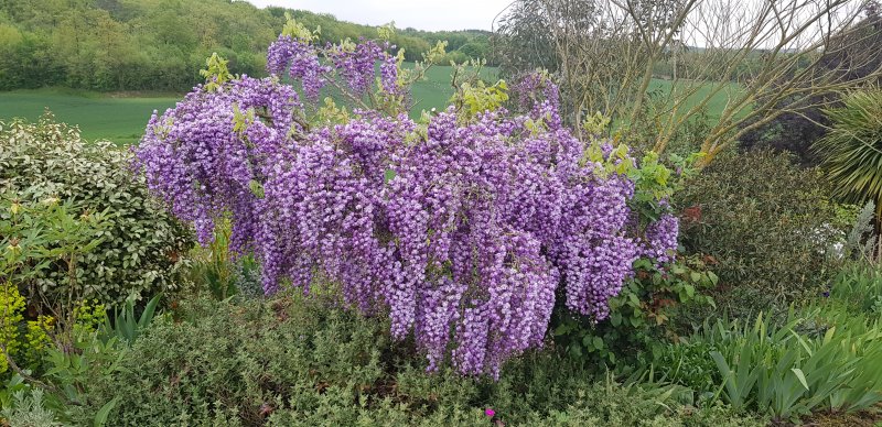 wisteria Black Dragon.jpg