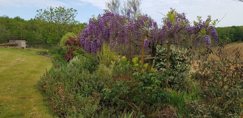 Wisteria Black Dragon.jpg