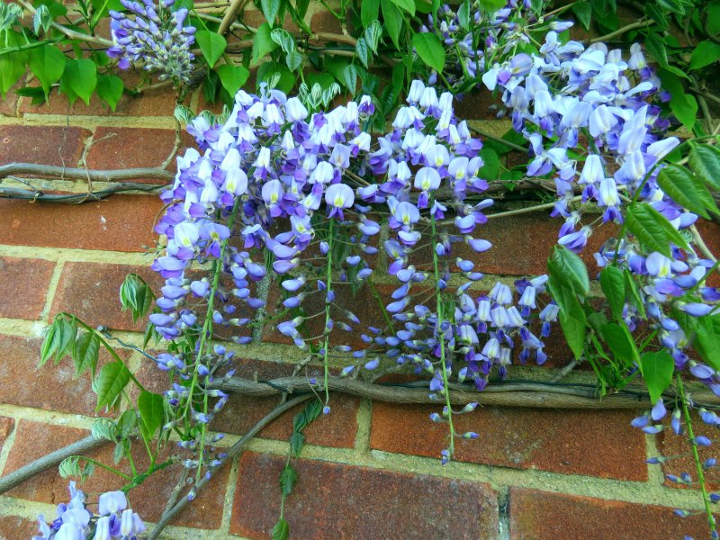 wisteria.JPG