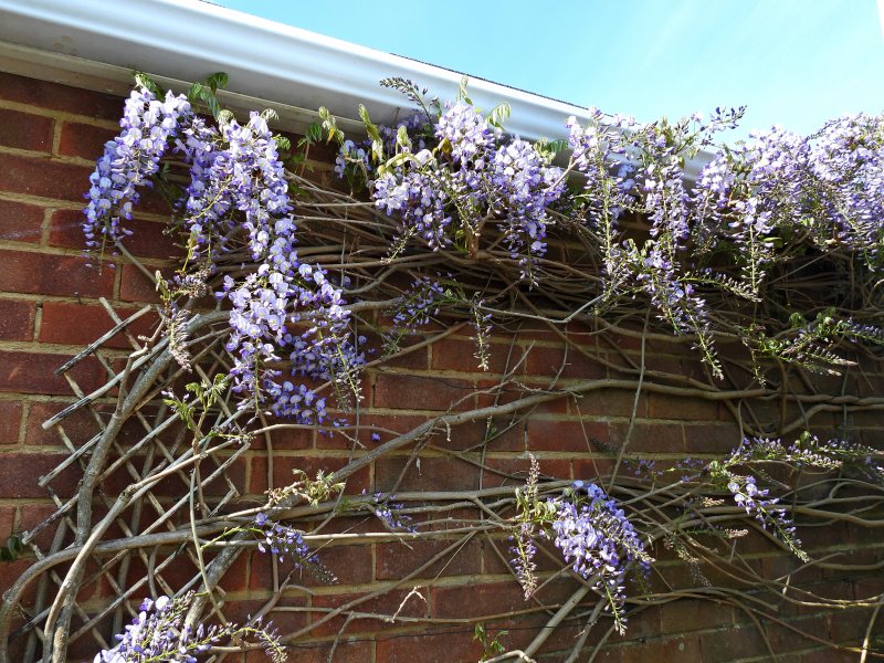 Wisteria.JPG