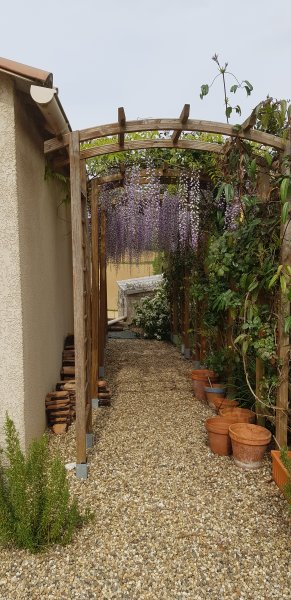 wisteria pergola.jpg