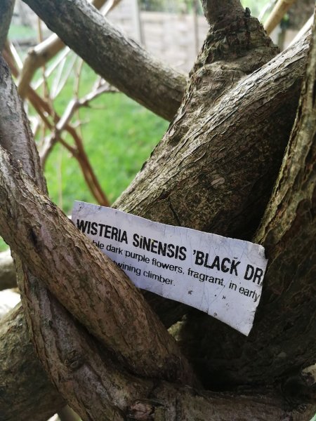 wisteria-sinensis.jpg