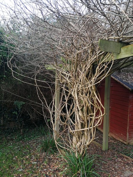 wisteria-trunk.jpg
